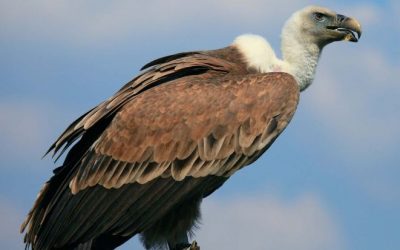 Vulture Visit